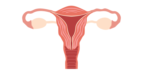ilustração corpo feminino órgãos reprodutivos internos