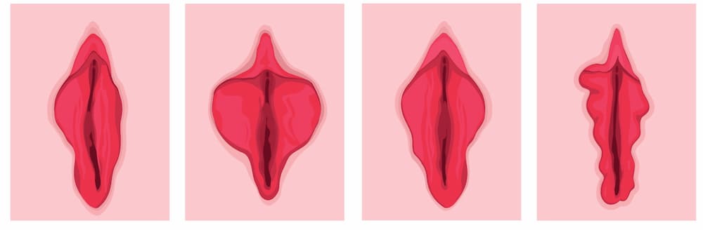 ilustração diferentes tipos de vulva